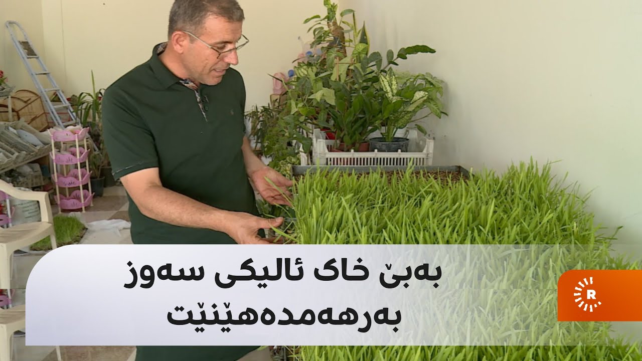 بەبێ خاک ئالیکی سەوز بەرهەمدەهێنێت