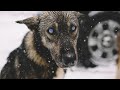 Слепого пса выкинули на мороз, посреди трасы, и уже через мгновенье СЛУЧИЛОСЬ...