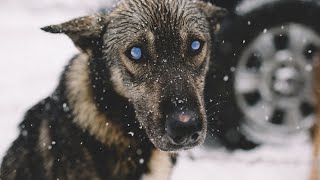Слепого пса выкинули на мороз, посреди трасы, и уже через мгновенье СЛУЧИЛОСЬ...