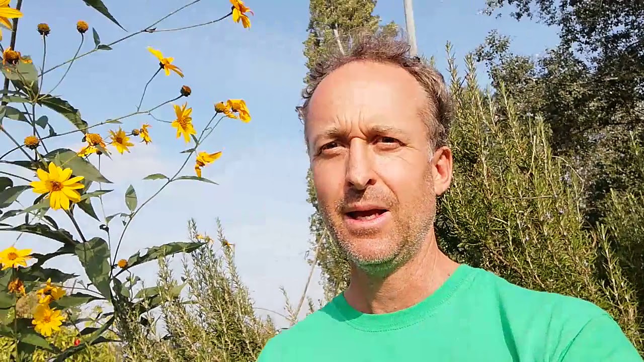 Mr Green presenta la pianta di topinambur