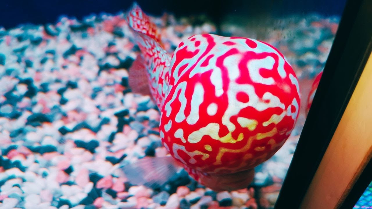 SUPER BIG HEAD FLOWERHORN! 10 Monster KOK Kamfa Flowerhorn Fish YouTube
