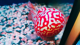 Super Big Head Flowerhorn 10 Monster Kok Kamfa Flowerhorn Fish