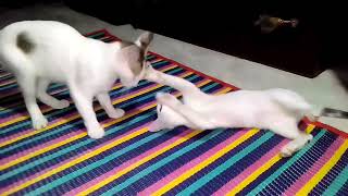 Funny Cats And Dogs Videos?? Funniest Animals - Videos of Funny Animals