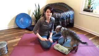 Socialization and public access with puppies