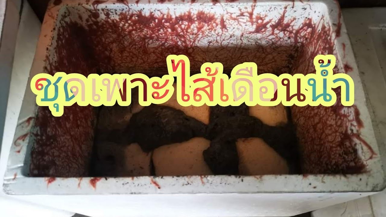 ชุดเพาะไส้เดือนน้ำ