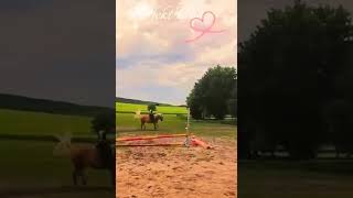 Meine fav sprünge🥹💞 #nelson #younghorse #viral #equestrian #horse