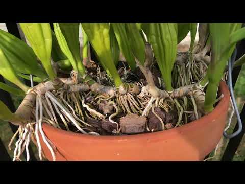 Видео: Dendrobium, Wanda, Miltonia, Cymbidum, цахирмаа цэцгийг орон сууцанд байлгах үндэс - 2