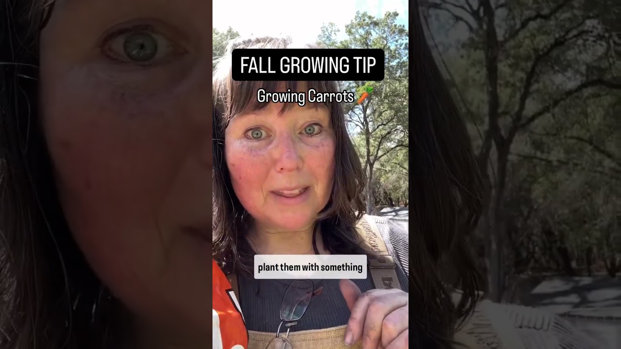 FALL GROW TIP: Carrots & Cardboard #carrots #fallgardening #gardentips #gardeningtips