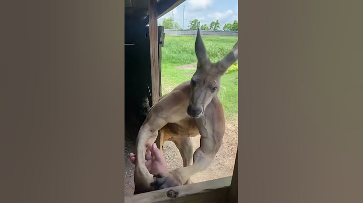 Las peleas de canguros 🤣