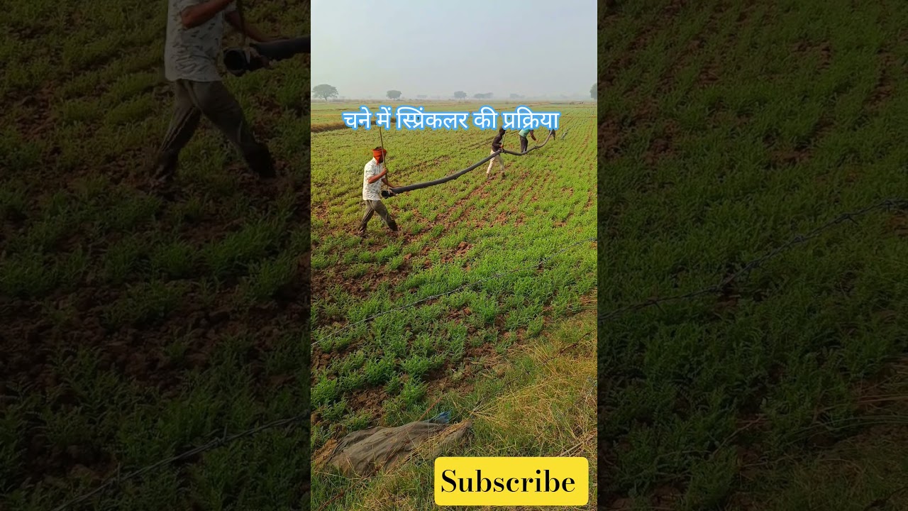चने में स्प्रिंकलर Trend 