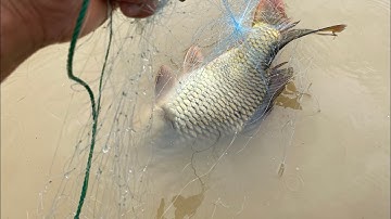 Thả Lưới Đánh Cá Mùa Lũ Được Toàn Cá To.@kysuvlog3769