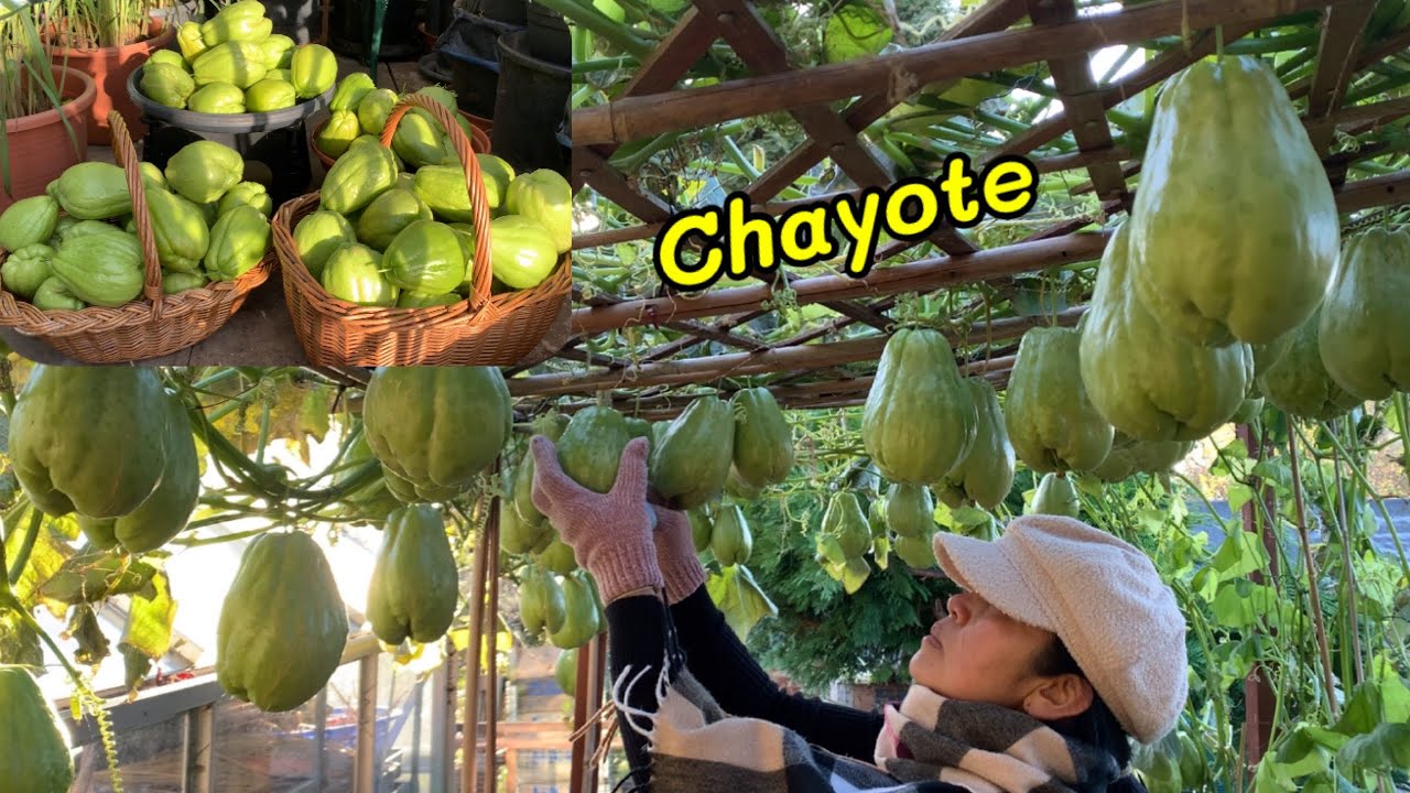 Harvesting Chayote This Winter 🥰 เก็บเกี่ยวฟักแม้ว ตอนหน้าหนาว ได้เยอะมากค่ะ 🥰❤️
