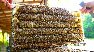 The process of mass-producing royal jelly. The number one apiary in Japan.