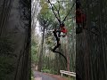 【緊急伐採】架線に倒木してしまった桜を急遽クライミングで伐採しました#林業 #アウトドア #arborplus #アーボプラス #特殊伐採 #チェンソー #クライミング #伐採業者 #求人