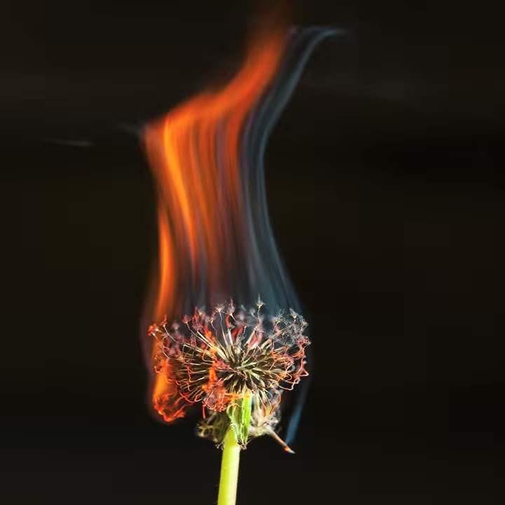 The Death of a Dandelion