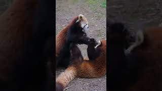 Animals reel 71 #animals #panda #redpanda #cute #cuteanimals