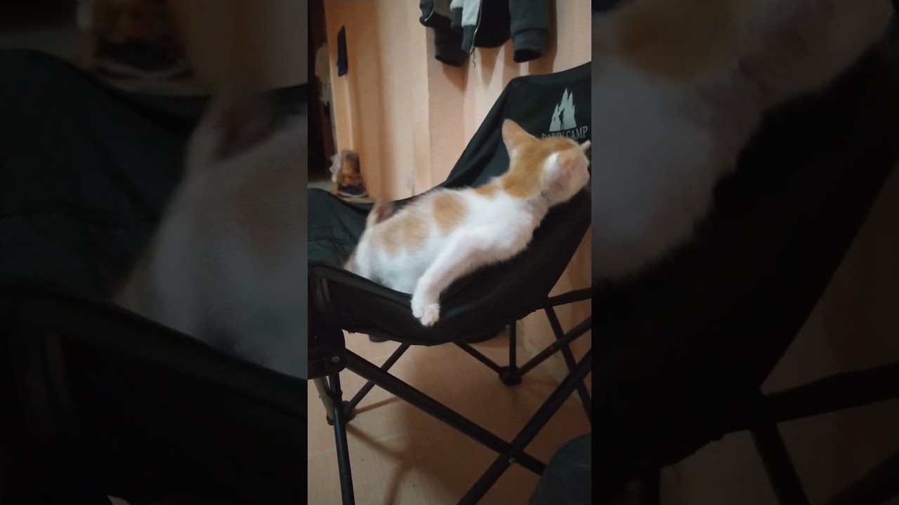 Kittens (Hope & Nova) in their natural habitat