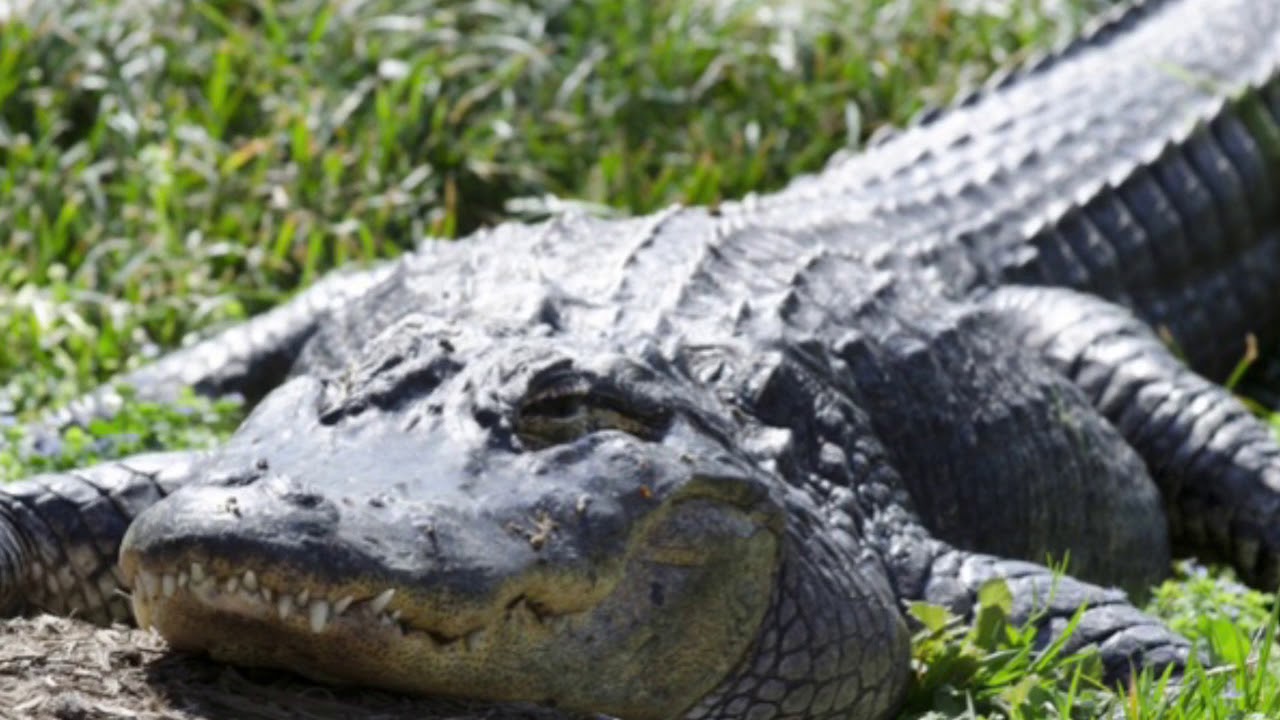 Herbert Hoover For Kids!