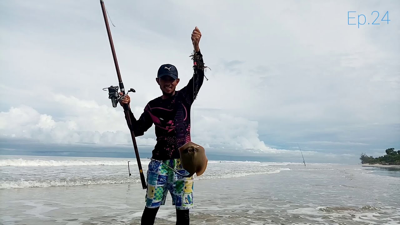 Umpan terbaik Pari dan ikan di tepi pantai tidak pernah mengecewakan.. #surfcasting #syamanaz