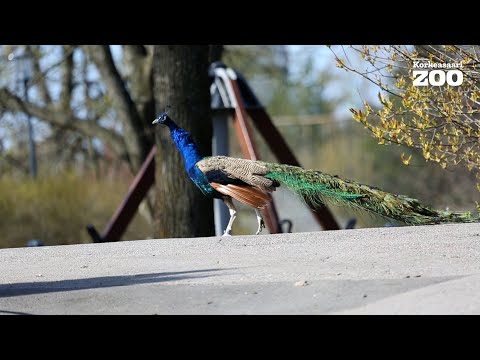 Video: Kuinka Riikinkukon Höyheniä Voidaan Käyttää?