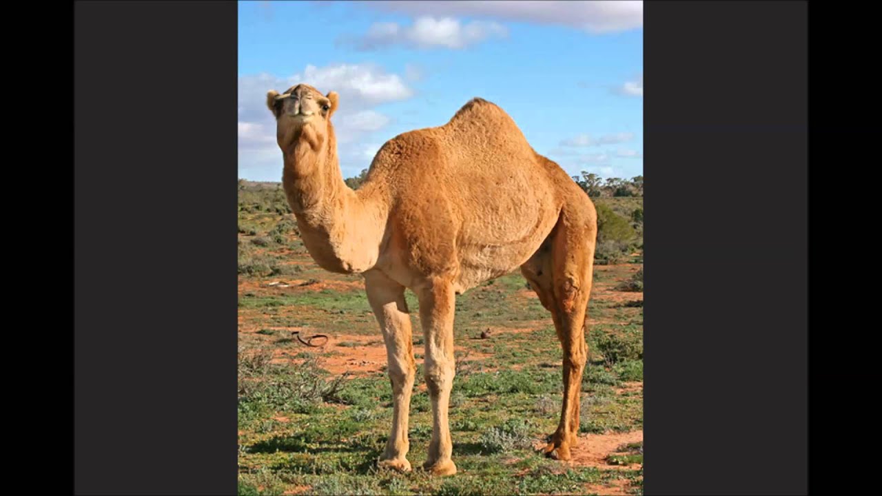 Bild från Busringning - Rabduldi