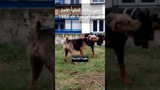 اخطر انواع  الكلاب اذا لم تربى جيدا فعليك الحذر الجزء الرابع #الكلاب #shorts #معلومات_عامة #dog