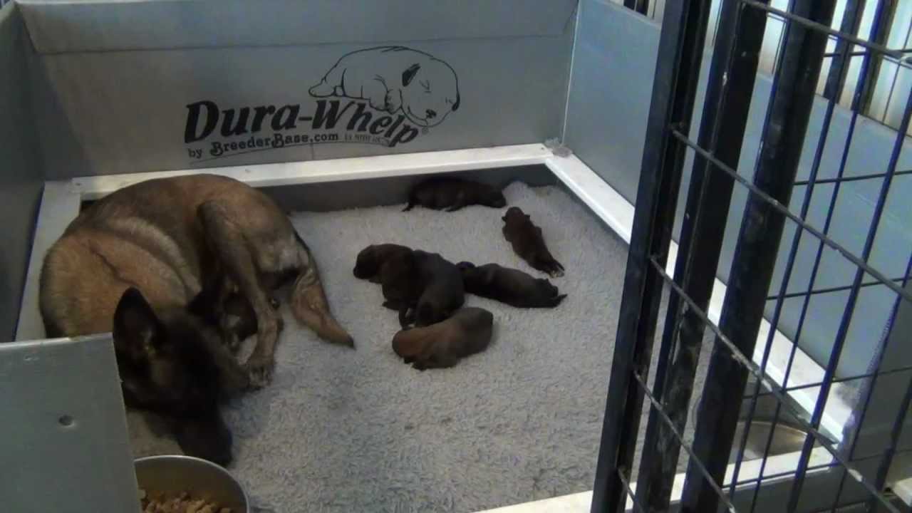 dura whelp weaning pen