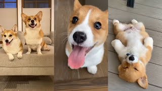 Just Corgis Being Corgis 🥰 Cute and Funny TikTok Compilation