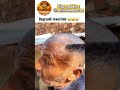 PÉROLAS BRASILEIRAS (part:1 #humor #pegadinha #memes