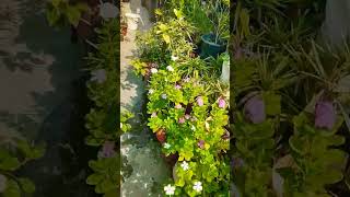 #ytshorts#gardening #motivation #mentalpeace ke liye best tips #plantlover