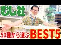 昆虫ショップ店長がおすすめする今熱い昆虫ランキング！