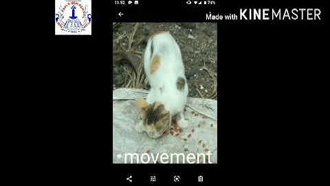 Std  III - Science  Topic :- Our Environment. Part 1.