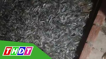 Cà Mau: Tôm chết hàng loạt nghi bị đầu đ*ộ*c bằng thuốc trừ sâu | THDT