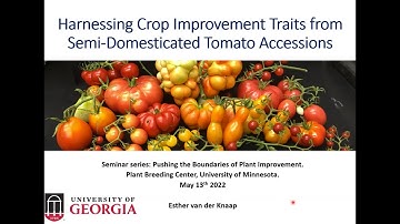 Harnessing Crop Improvement Traits from Semi-domesticated Tomato Accessions - Esther van der Knaap