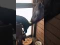 A Horse Thought The CatтАЩs Tail Is Part Of The Hay ЁЯШВ ЁЯШВ Poor Kitty Cat Horse Poorthing Farm A Horse Thought The CatтАЩs Tail Is Part Of The Hay ЁЯШВ ЁЯШВ Poor Kitty Cat Horse Poorthing Farm