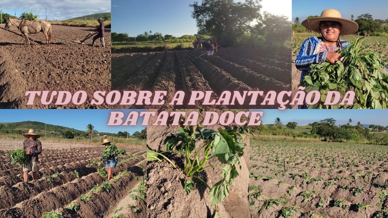 Você Sabe Plantar Batata Doce? Não Plante Antes De Assistir Esse Vídeo