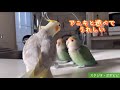 アニキと遊べてうれしい　#オカメインコ　#セキセイインコ　#コザクラインコ