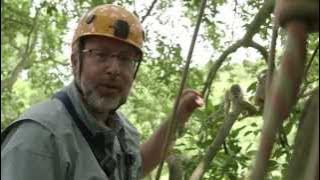 Where Do Our Opposable Thumbs Come From? — HHMI BioInteractive Video