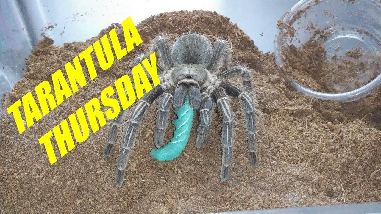 spider monkey Aphonopelma Seemanni (Striped-knee) Feeding video