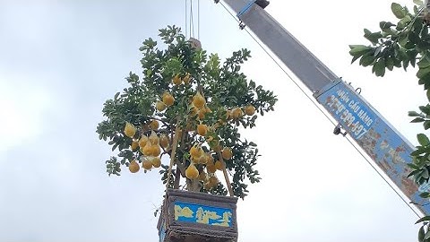 Bưởi cảnh lên đường về nhà mới đón tết