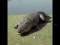 Crocodilo explotando