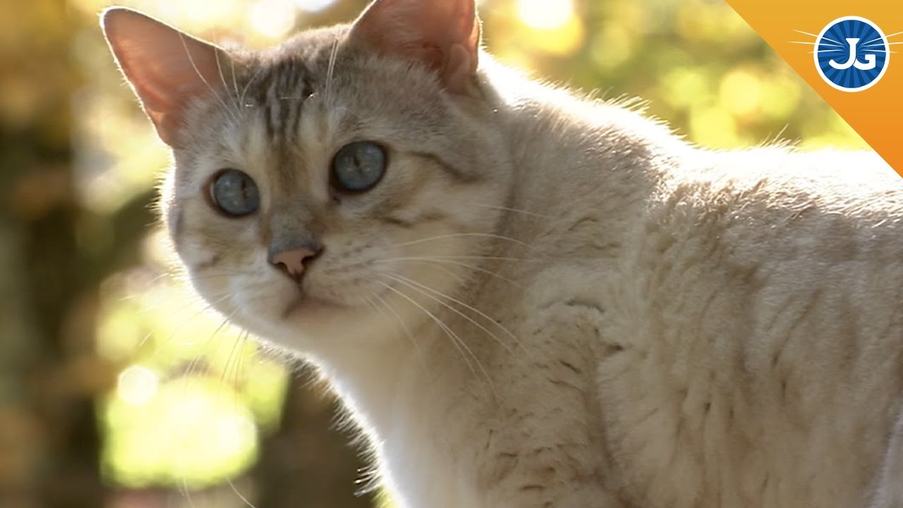 cute cats for sale Fight Back For Feral Cats!