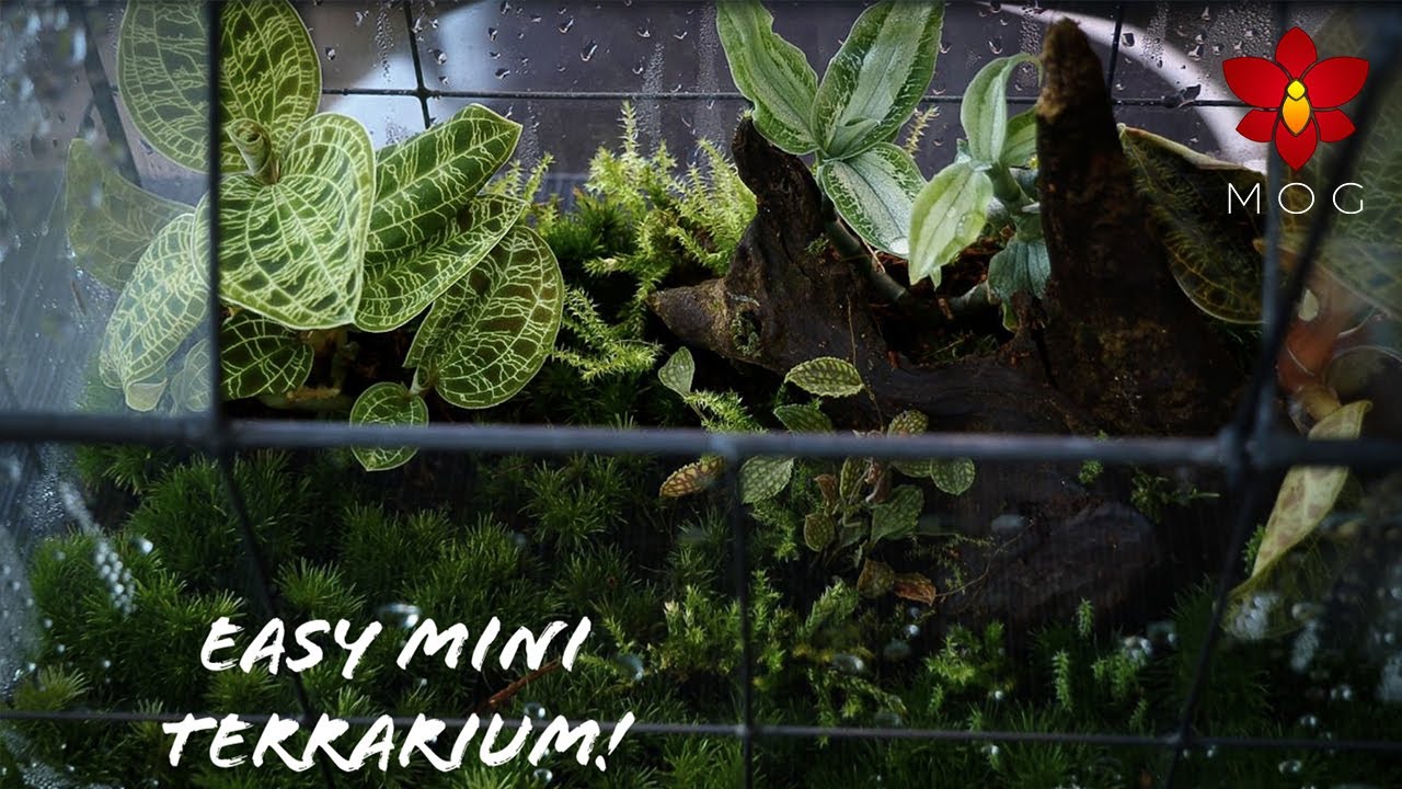 Exploring “Cool” Terrarium Plants - OrchidWeb