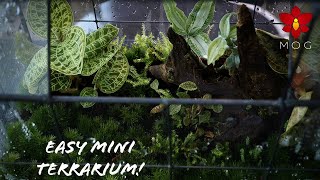 Easy Mini Terrarium with Jewel Orchids and Moss!  Here's how I did it!