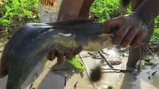 OMG!! Founding A Lot Of Catfish Under Water Spinach