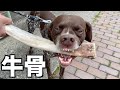 愛犬に牛の骨与えてみた【ASMR】
