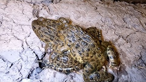 Một đêm bắt ếch túc ếch mùa nghịch kết quả bất ngờ @vochongmientaytv 