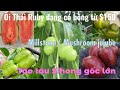 Vlog91 kt qu trng thng cy to dongzao 3  t to tu mi  i thi vung cy ln