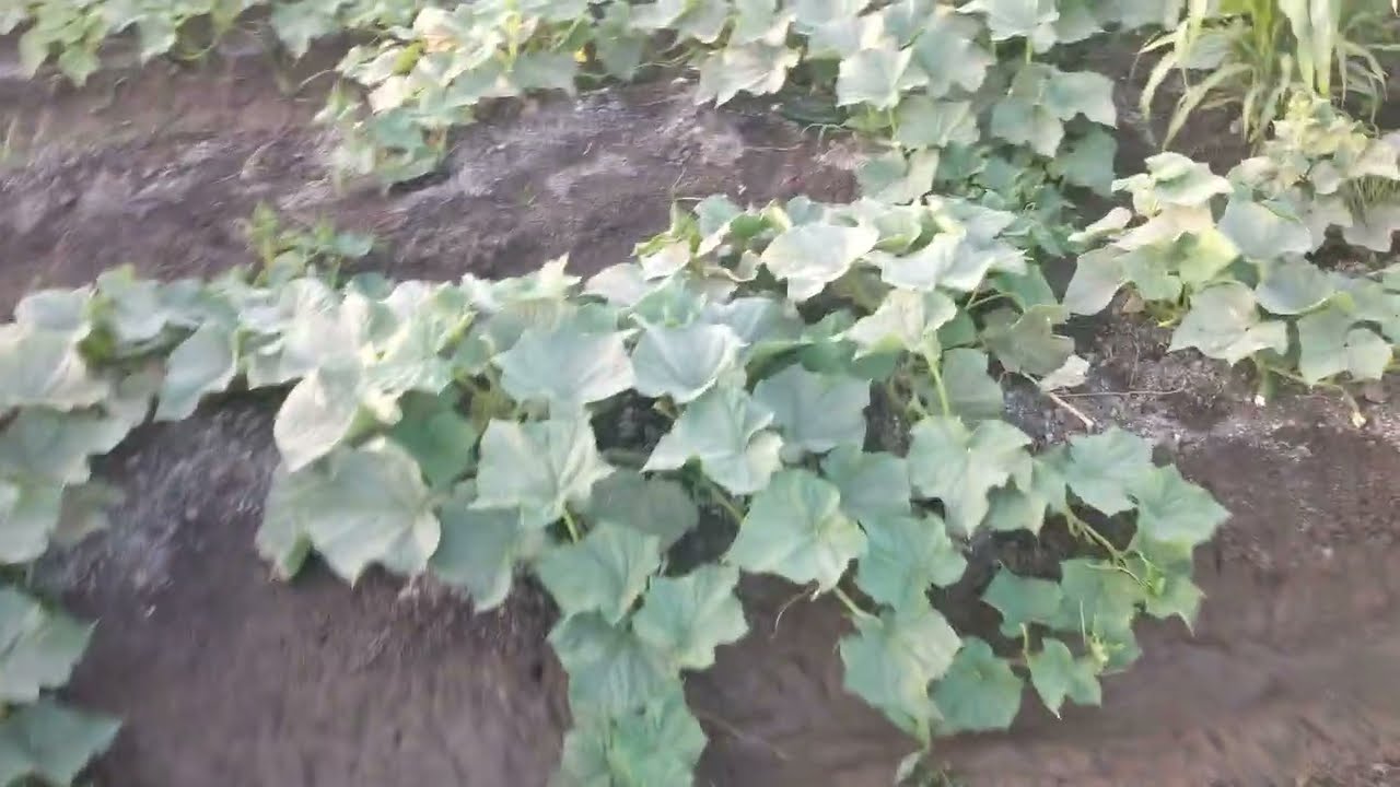 فيديو تفصيلي عن زراعة الخيار