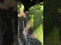 Mossy Stream Over Stone | Real Nature,No Talking 20 #forestsounds #healingnature #deepforest
